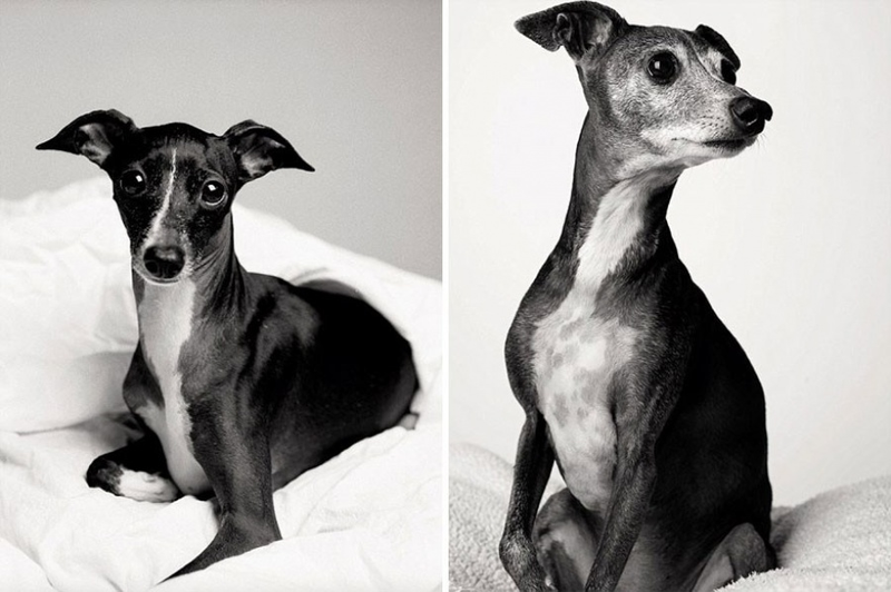 Illustration for article titled A Beautiful Photo Project: The Passage Of Time Through Dogs
